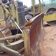 USED CAT D8K BULLDOZER 2
